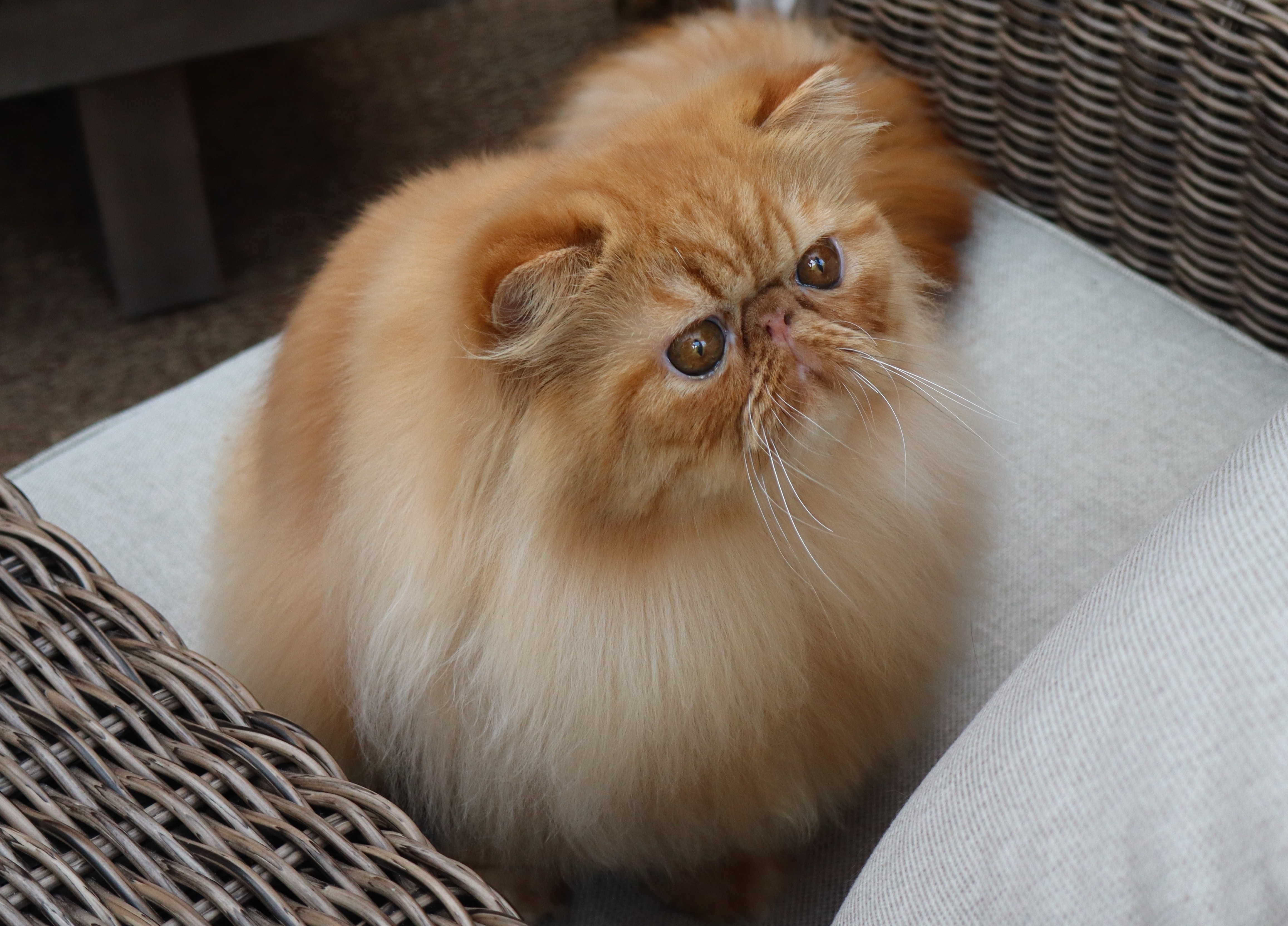 S*Twice-As-Nice Piece Of Gold